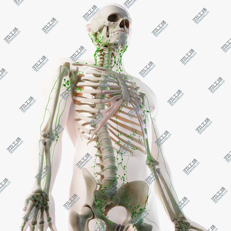 images/goods_img/202105073/Male Skin, Skeleton And Lymphatic System Rigged 3D/1.jpg
